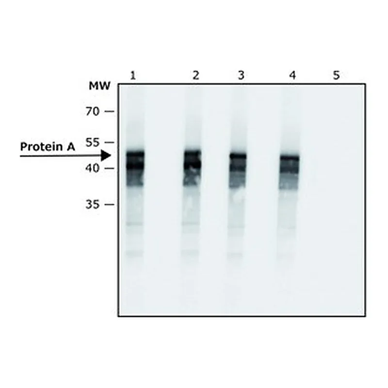 Merck ANTI-PROTEIN A ANTIBODY, MOUSE MONOCLON&