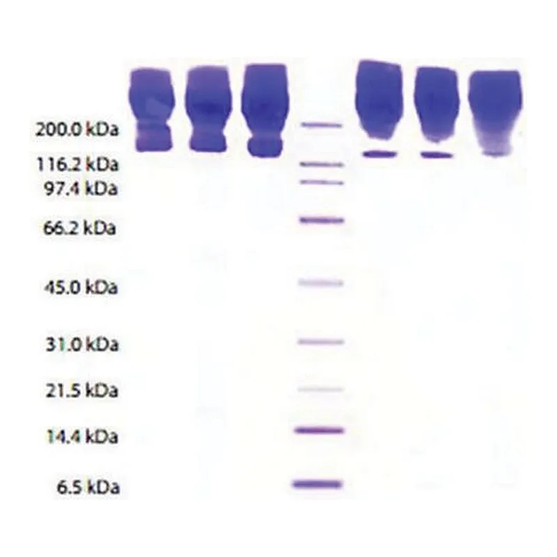 Merck Apolipoprotein B from human plasma