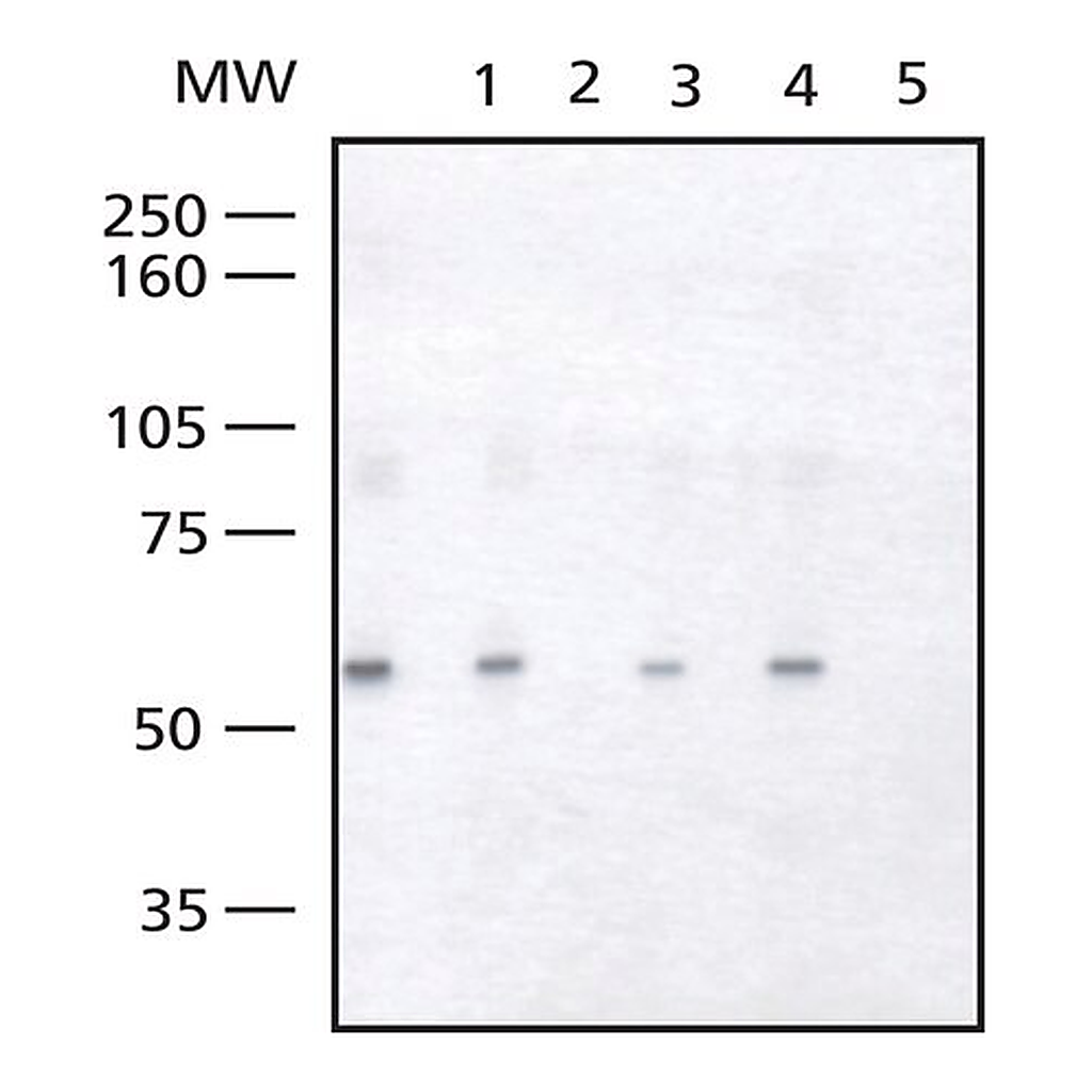 Merck Anti-FOXC2 antibody produced in rabbit