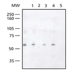 Merck Anti-FOXC2 antibody produced in rabbit