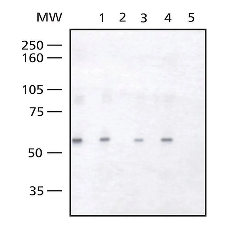Merck Anti-FOXC2 antibody produced in rabbit