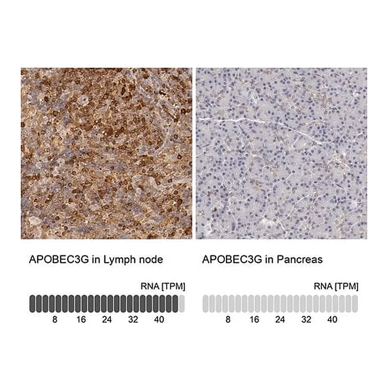 Merck Anti-APOBEC3G antibody produced in rabbit