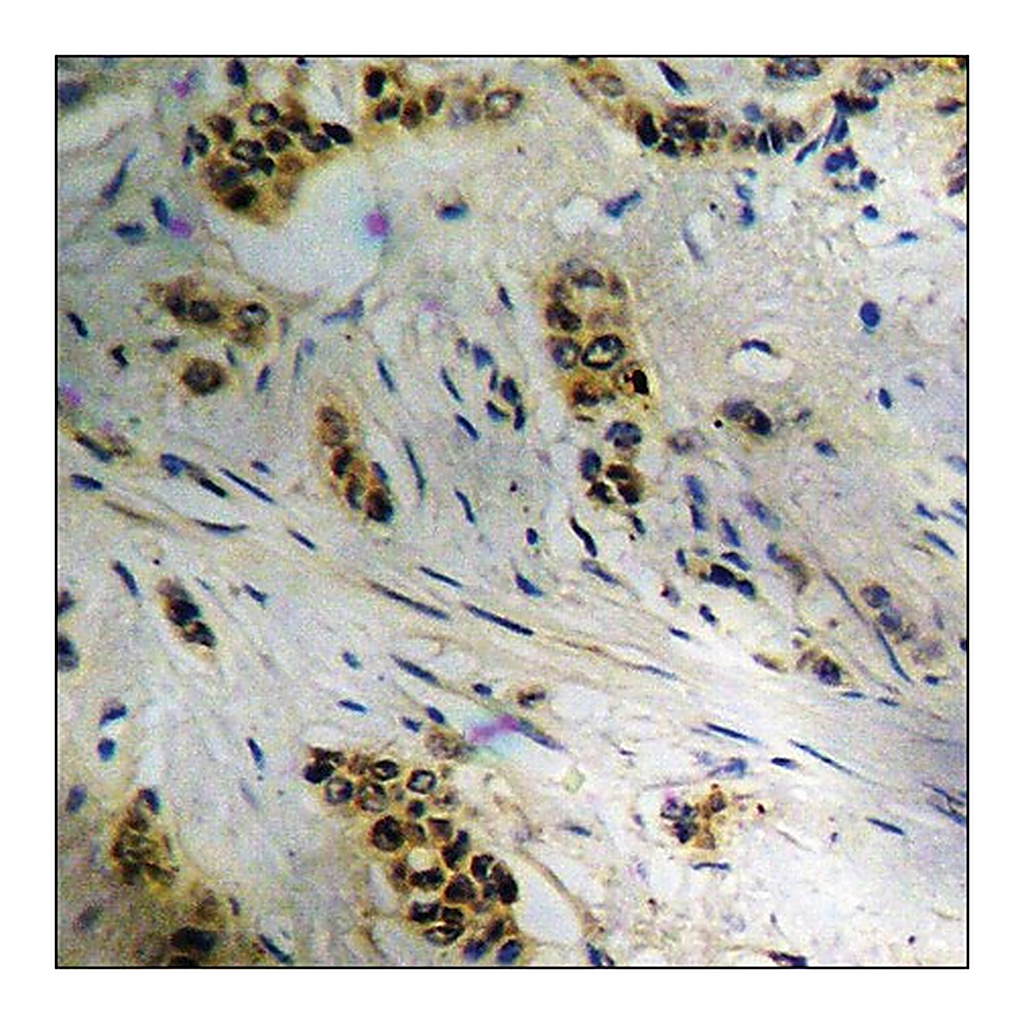 Merck Anti-phospho-CDC37 (pSer13) antibody produced in rabbit