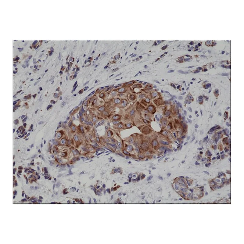 Merck Anti-Cytokeratin 18 antibody, Rabbit monoclonal