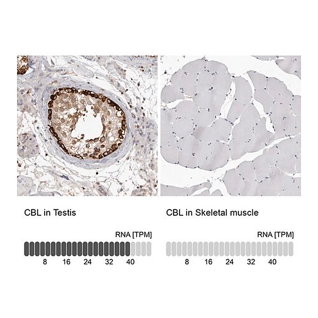 Merck Anti-CBL antibody produced in rabbit
