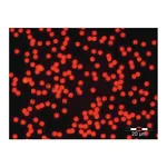 Thermo Fisher Scientific Fluoro-Max Dyed Red Aqueous Fluorescent Particles, 0.90μm