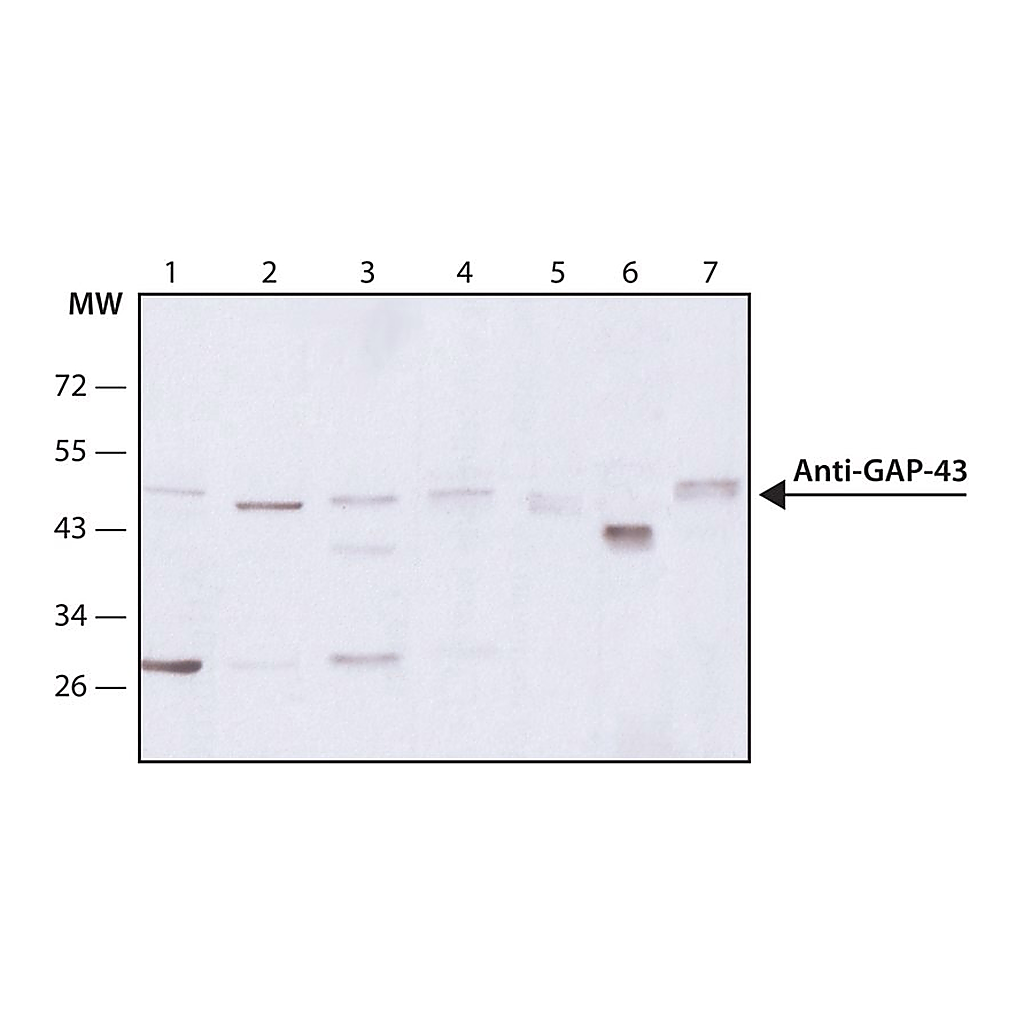 Merck Monoclonal Anti-Growth Associated Protein-43 antibody produced in mouse