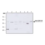 Merck Monoclonal Anti-Growth Associated Protein-43 antibody produced in mouse