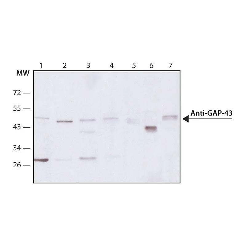 Merck Monoclonal Anti-Growth Associated Protein-43 antibody produced in mouse