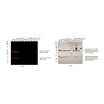 Thermo Fisher Scientific Goat anti-Rat IgG (H+L) Highly Cross-Adsorbed Secondary Antibody, Alexa Fluor Plus 647