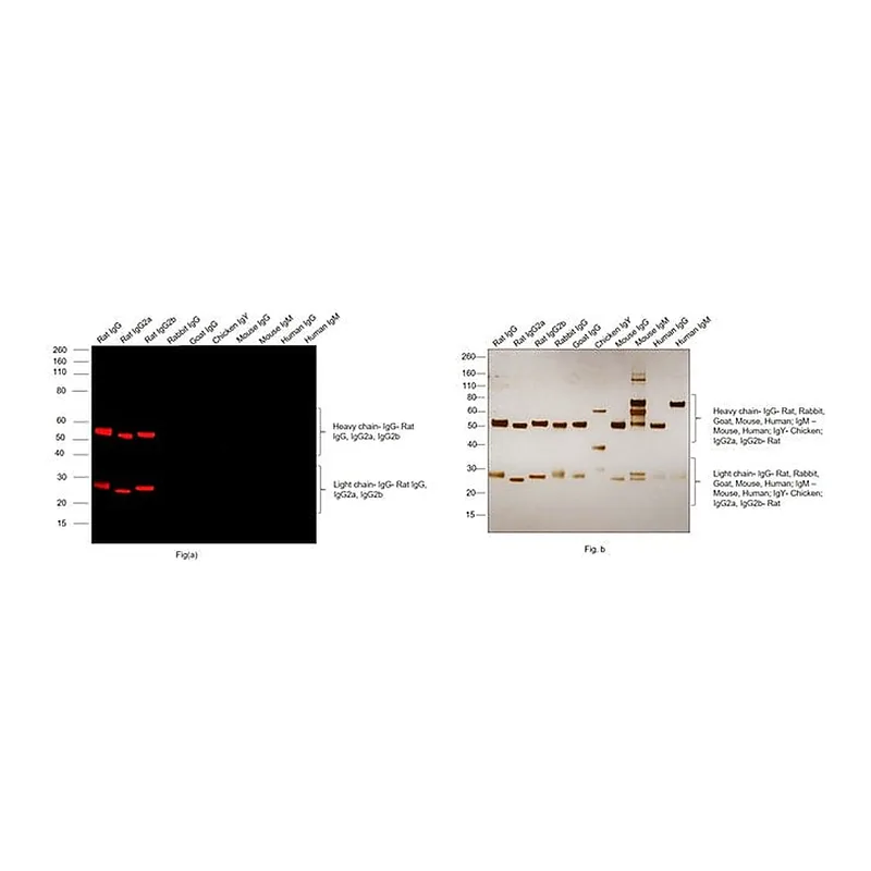 Thermo Fisher Scientific Goat anti-Rat IgG (H+L) Highly Cross-Adsorbed Secondary Antibody, Alexa Fluor Plus 647