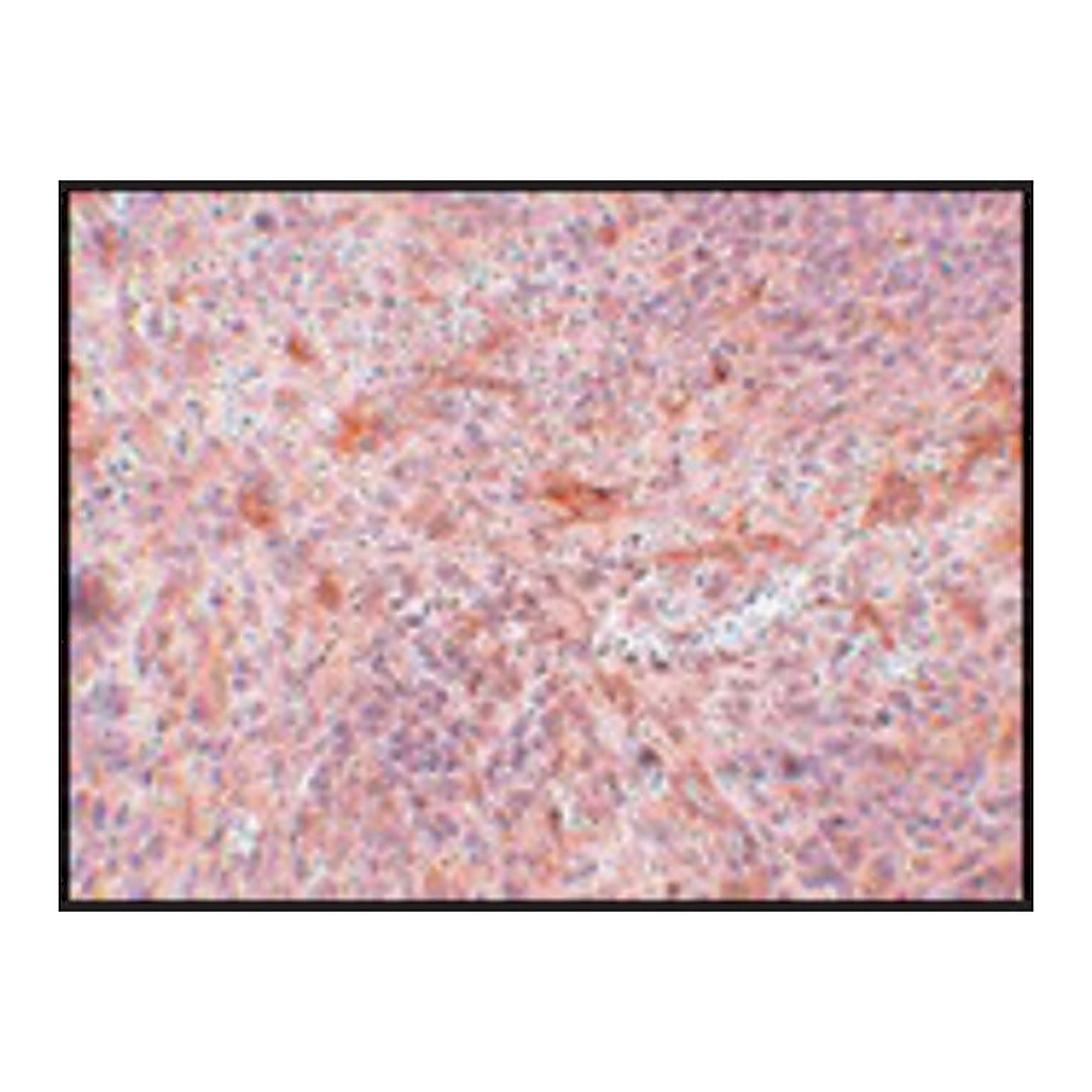 Merck Anti-ABIN3 antibody produced in rabbit