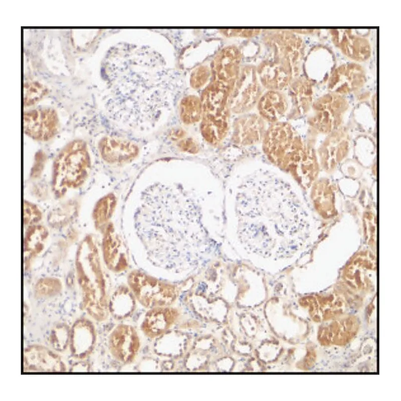 Merck Anti-XIAP antibody produced in rabbit