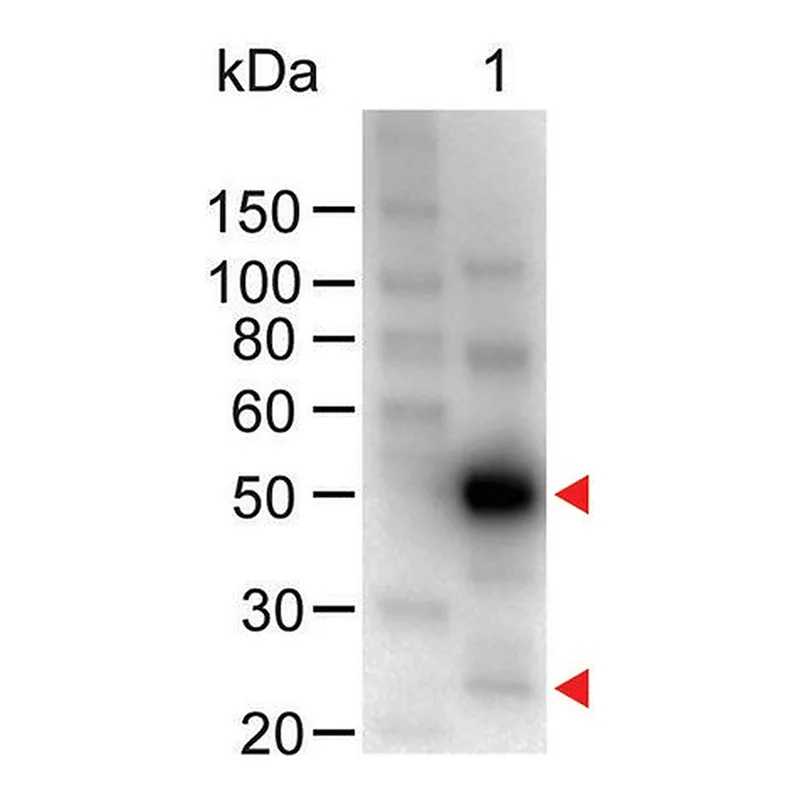 Merck Anti-Human IgG (H+L)-Peroxidase antibody produced in chicken