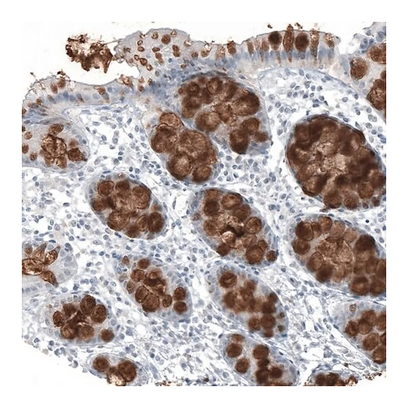 Merck Monoclonal Anti-MUC2 antibody produced in mouse