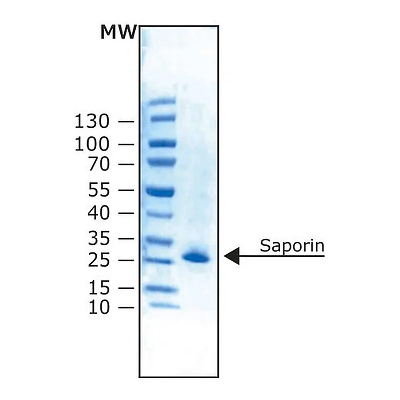 Merck Saporin from Saponaria officinalis seeds