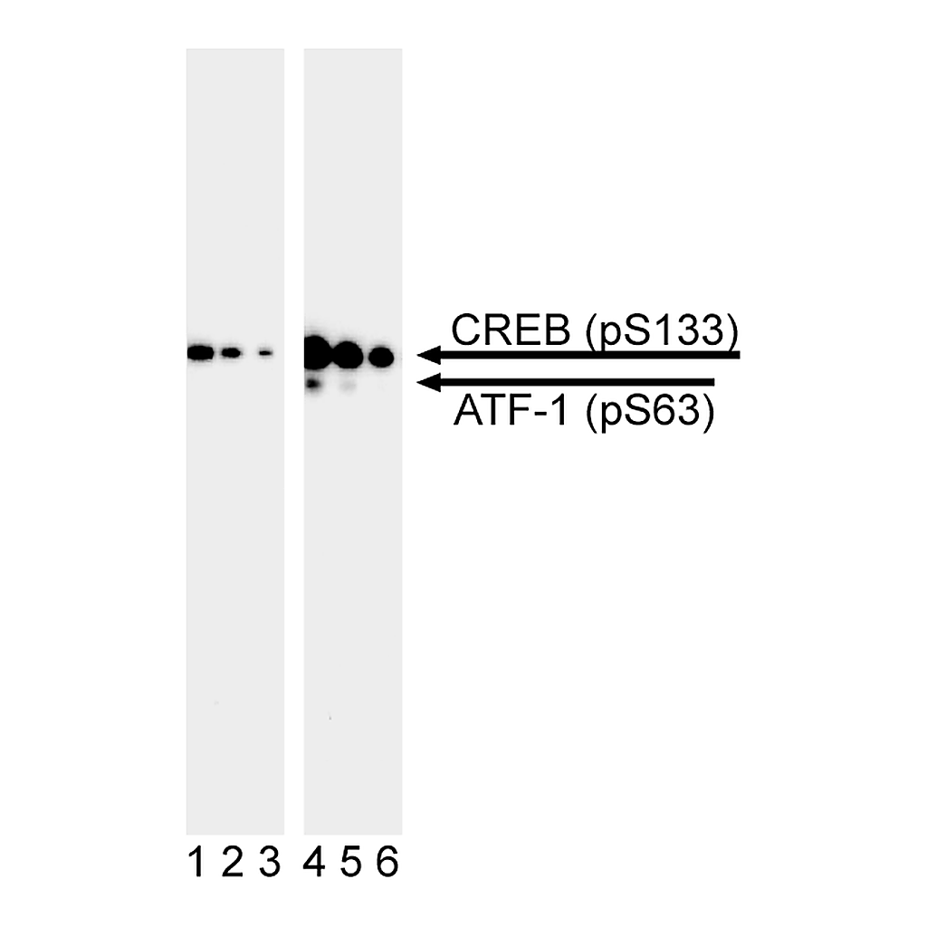 BD Purified Mouse Anti-CREB (pS133) / ATF-1 (pS63)