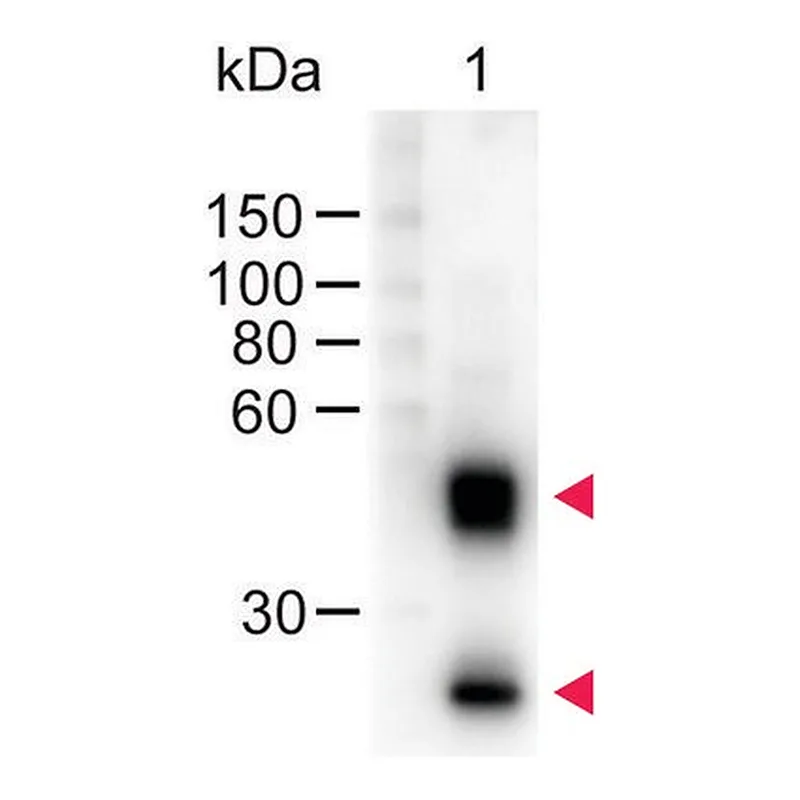 Merck Anti-Mouse IgG (H+L)-Peroxidase antibody produced in sheep