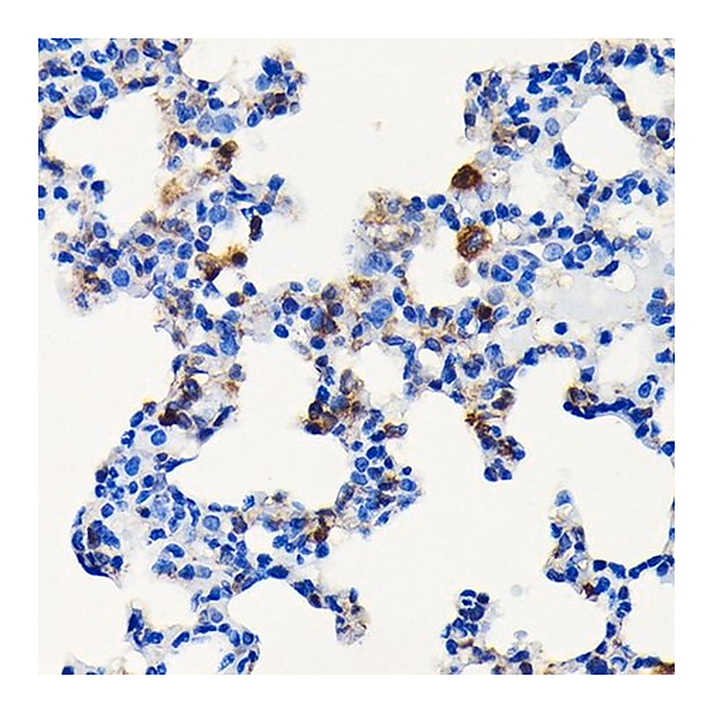 Merck Anti-FSP1/S100A4 antibody produced in rabbit