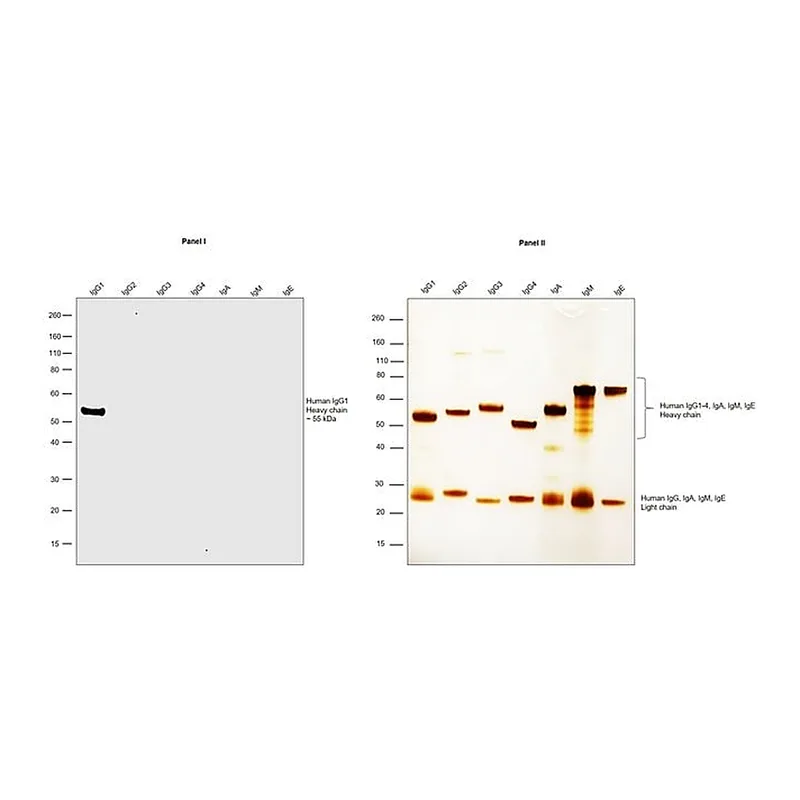 Thermo Fisher Scientific Rabbit anti-Human IgG1 Recombinant Secondary Antibody
