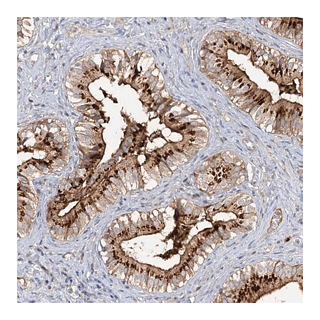 Merck Anti-FGF19 antibody produced in rabbit