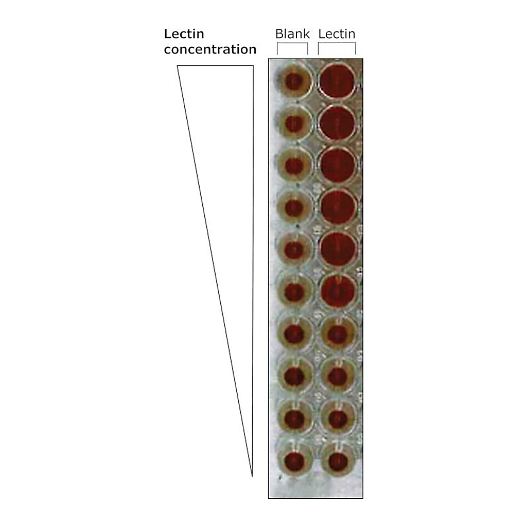 Merck LECTIN FROM GALANTHUS NIVALIS