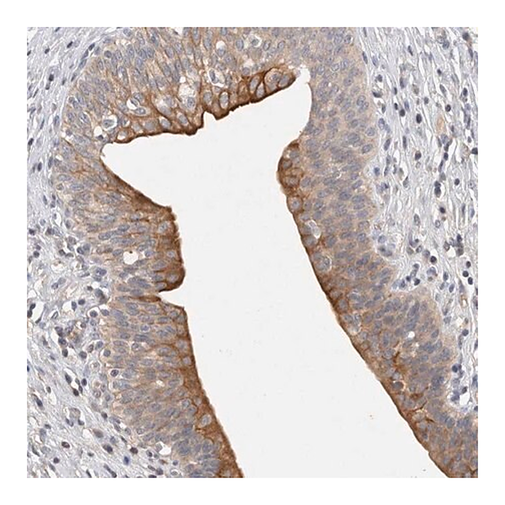 Merck Anti-HEXDC antibody produced in rabbit