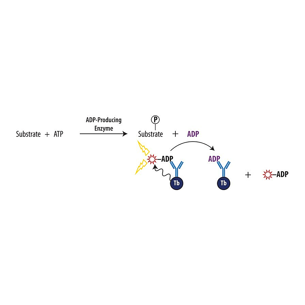 Merck Transcreener(R) ADP2 TR-FRET Red Assay