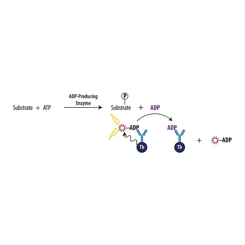 Merck Transcreener(R) ADP2 TR-FRET Red Assay