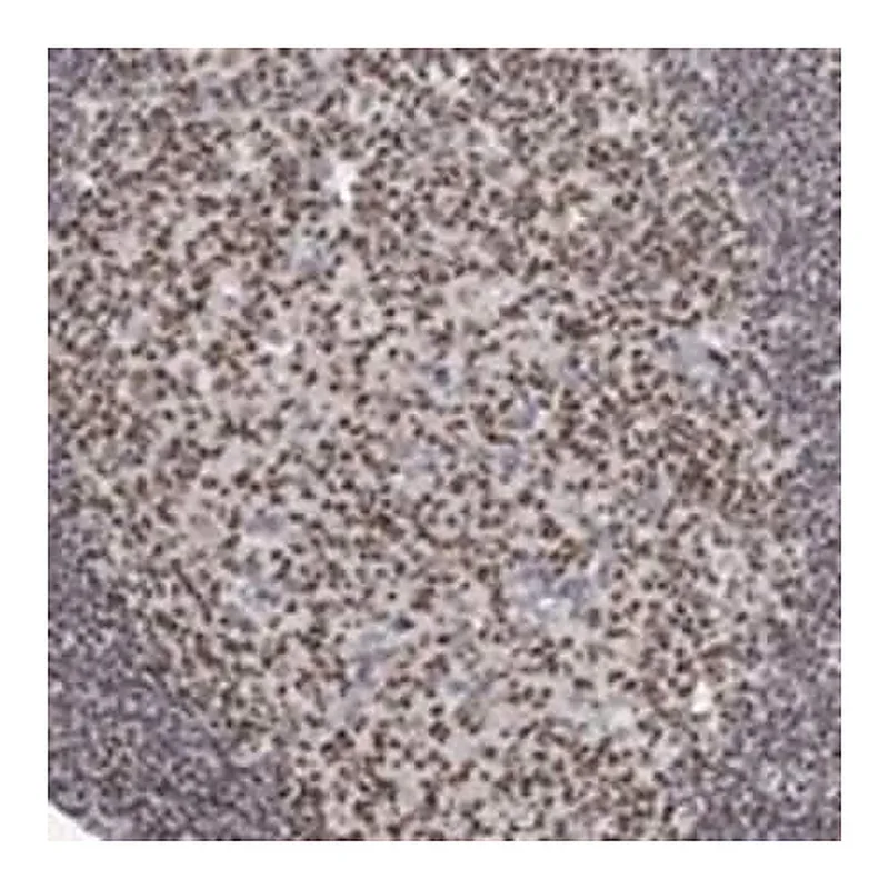 Merck Anti-KLF12 antibody produced in rabbit