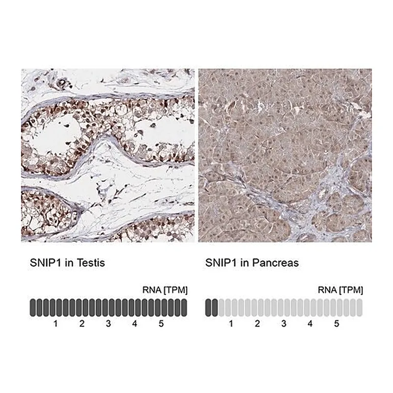 Merck Anti-SNIP1 antibody produced in rabbit