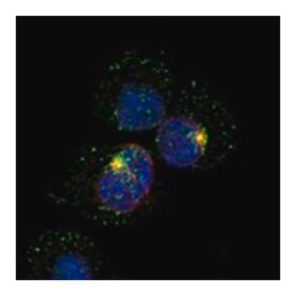 Merck Anti-RHOH antibody produced in rabbit