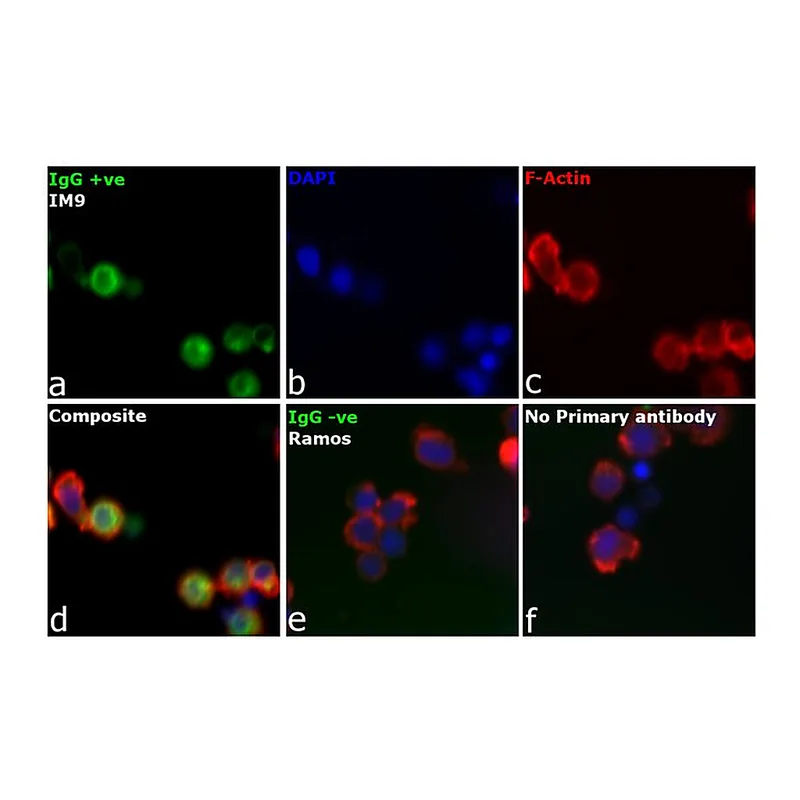 Thermo Fisher Scientific F(ab`)2-Goat anti-Human IgG Fc Cross-Adsorbed Secondary Antibody