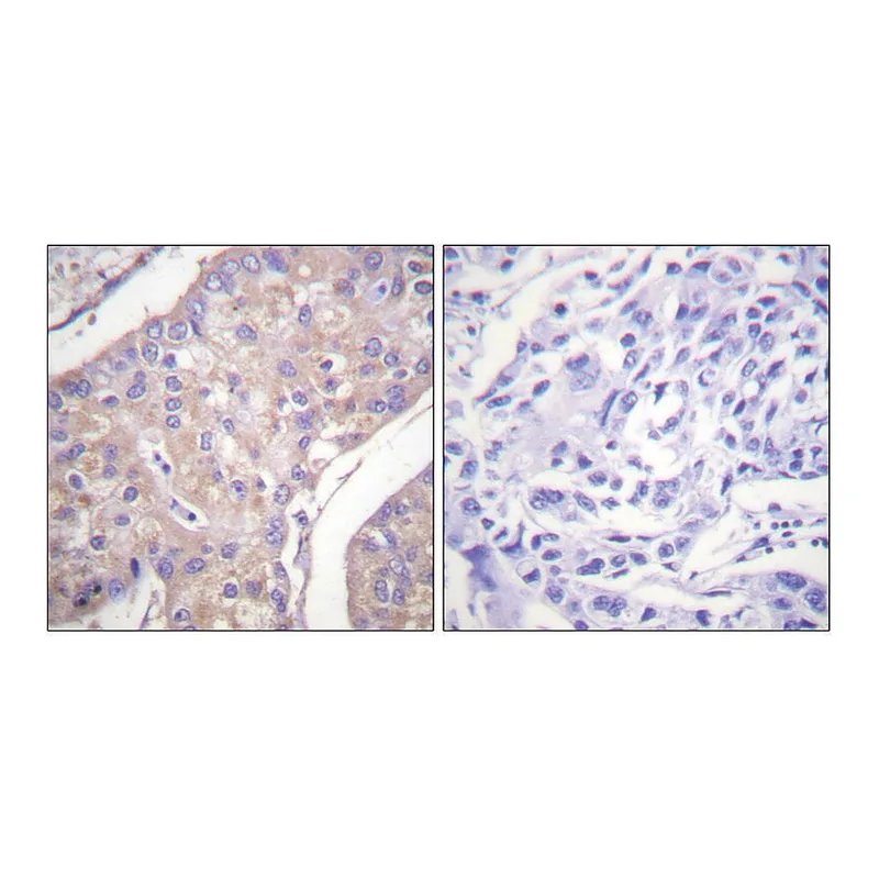 Merck Anti-GAB1 antibody produced in rabbit