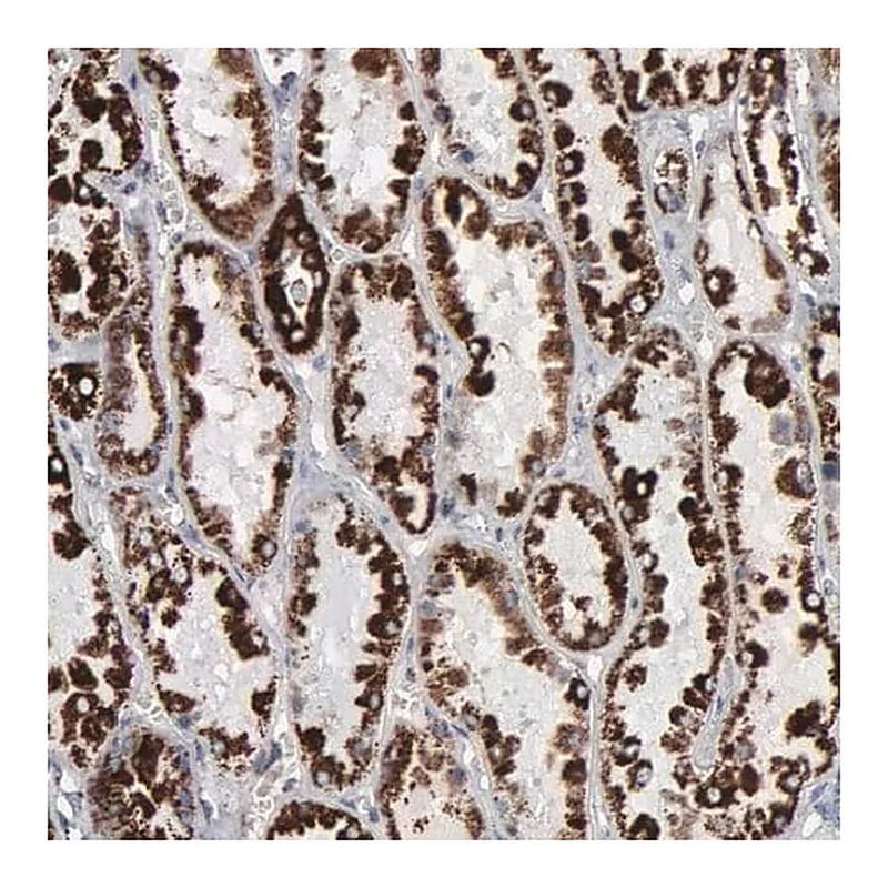 Merck ANTI-HSPA9 antibody produced in rabbit