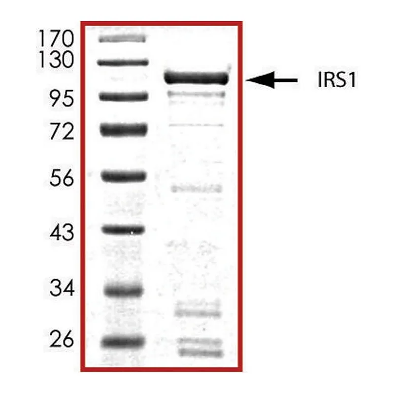 Merck IRS1 (600-1245), GST tagged human