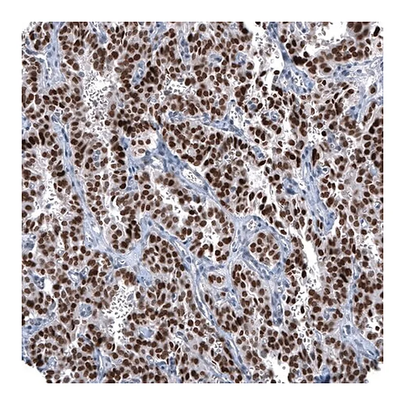 Merck Monoclonal Anti-OTP antibody produced in mouse