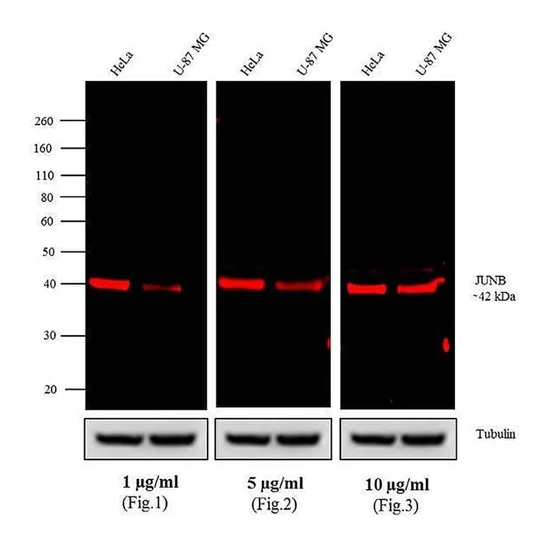 Thermo Fisher Scientific Goat anti-Rabbit IgG (H+L) Cross-Adsorbed Secondary Antibody, Alexa Fluor 680