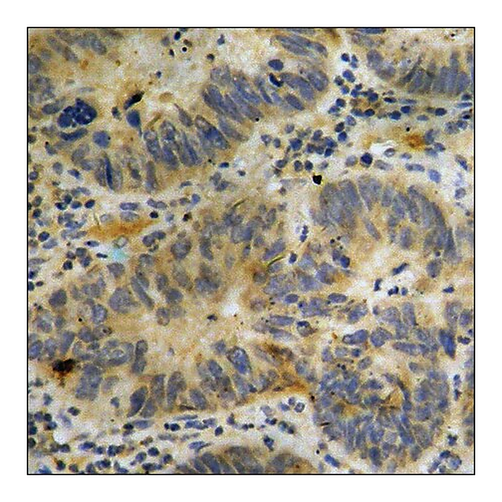 Merck Anti-phospho-p300 (pSer89) antibody produced in rabbit