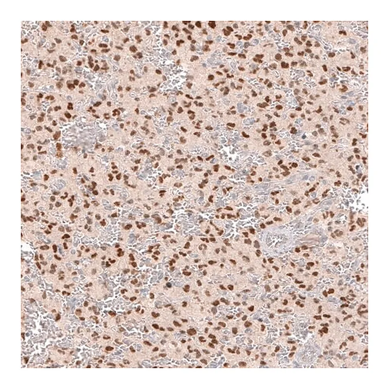 Merck Monoclonal Anti-SOX6 antibody produced in mouse