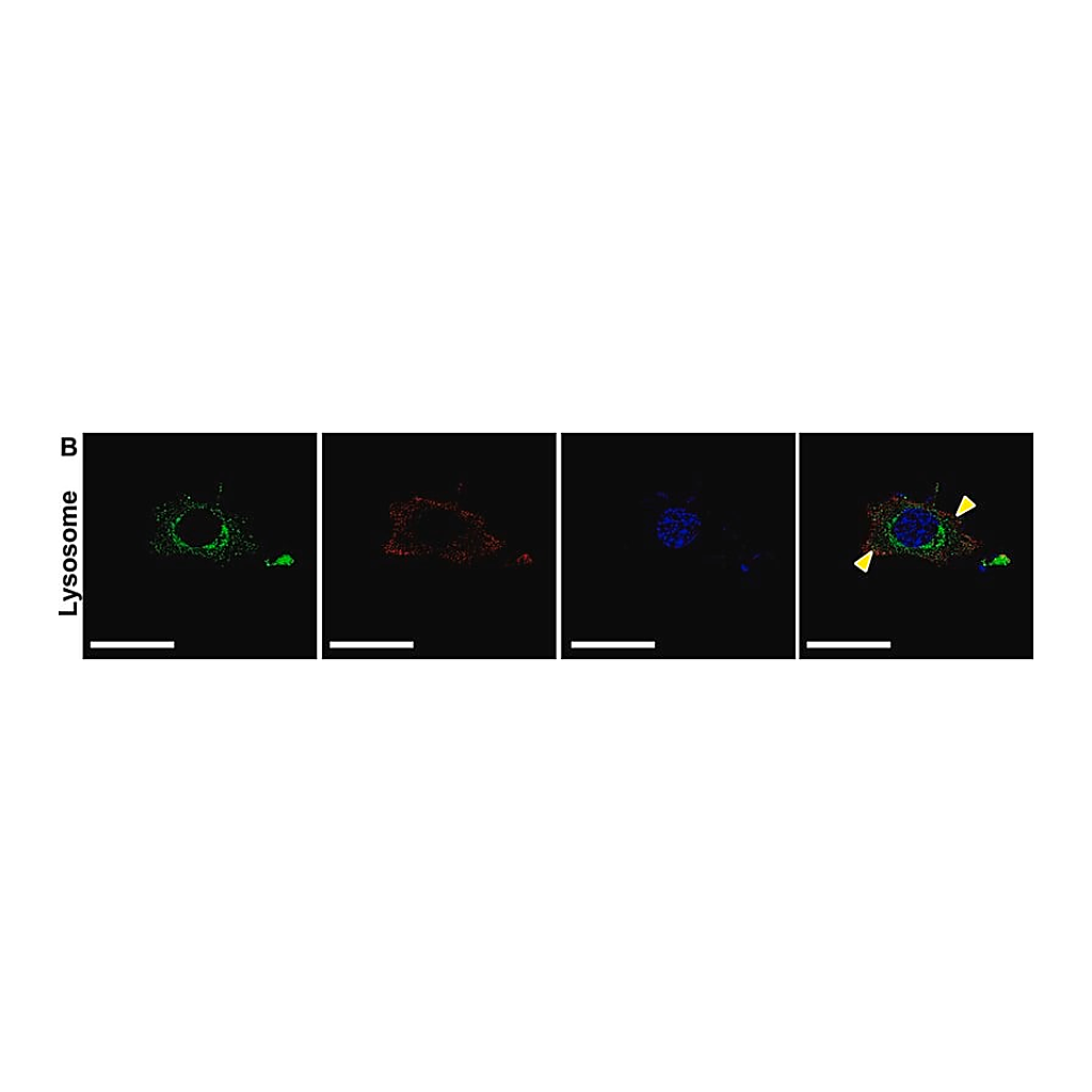 Merck Anti-LAMP2 antibody produced in rabbit