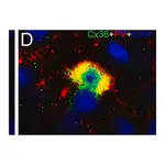 Merck MONOCLONAL ANTI-PARVALBUMIN CLONE PARV-&