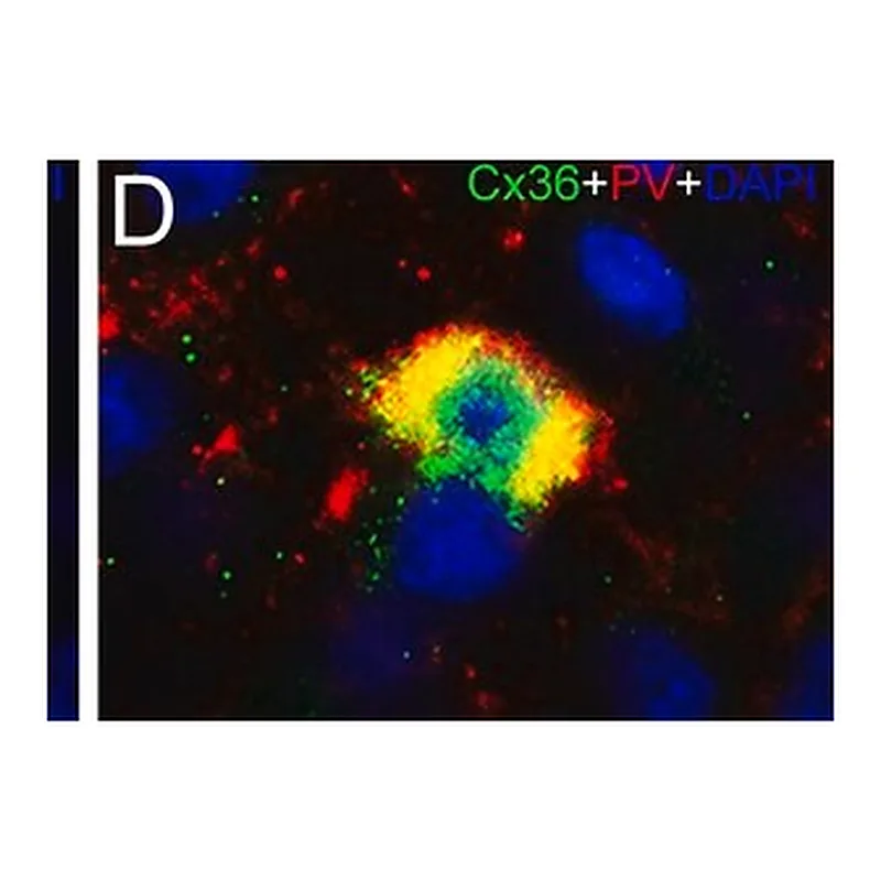 Merck MONOCLONAL ANTI-PARVALBUMIN CLONE PARV-&