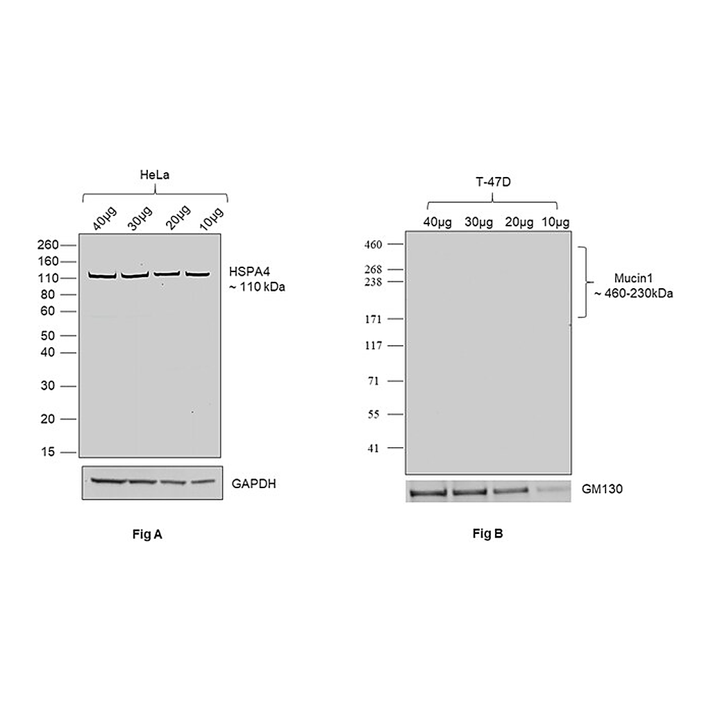 Thermo Fisher Scientific Goat anti-Human IgG (Lambda light chain) Recombinant Secondary Antibody, HRP