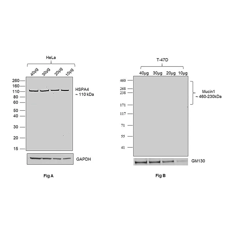 Thermo Fisher Scientific Goat anti-Human IgG (Lambda light chain) Recombinant Secondary Antibody, HRP