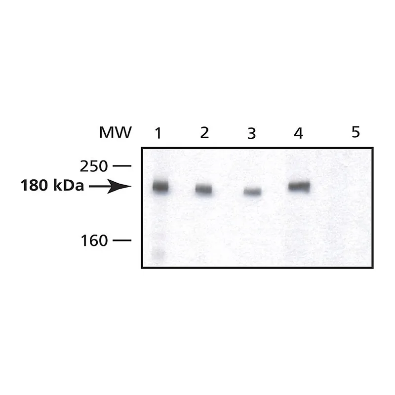 Merck Anti-DNMT1 antibody produced in rabbit