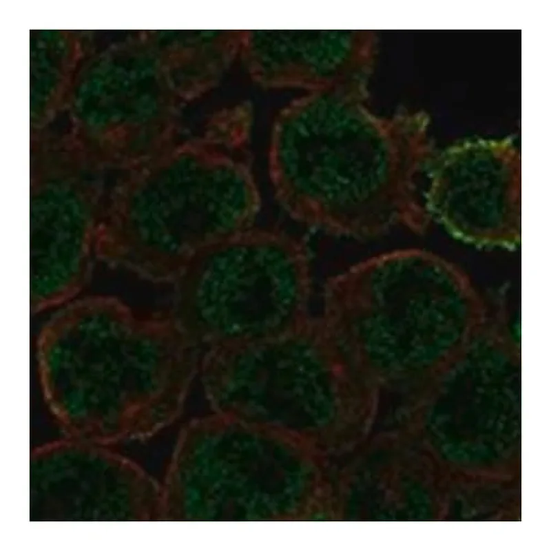 Merck Anti-ARRB2 antibody produced in rabbit