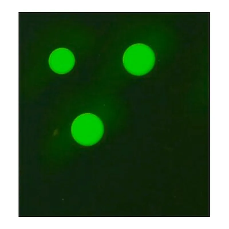 Merck Monoclonal Anti-Human IgG3-FITC antibody
