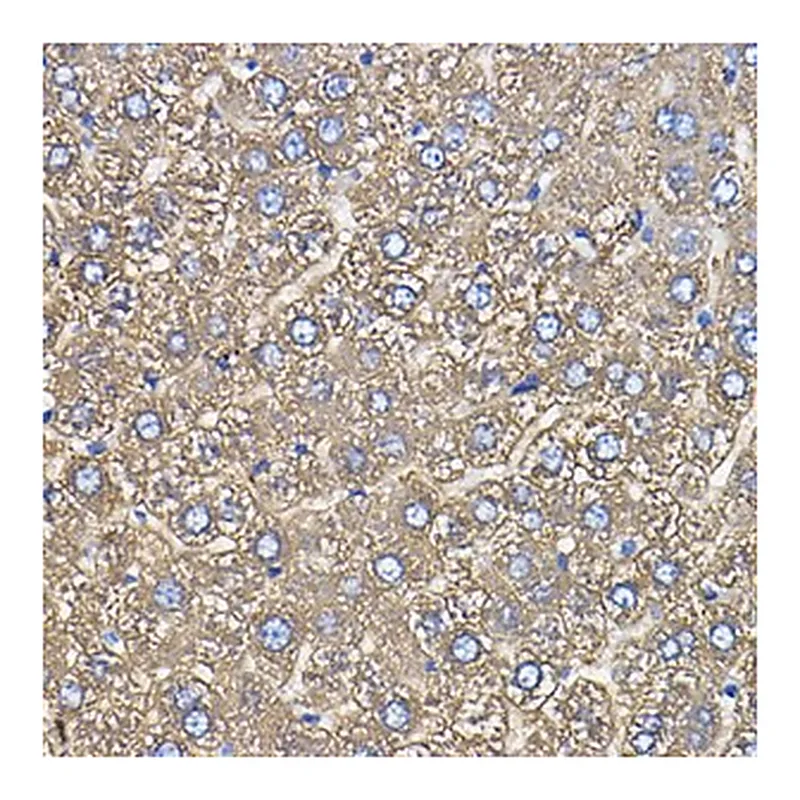 Merck Anti-Ceruloplasmin antibody produced in&