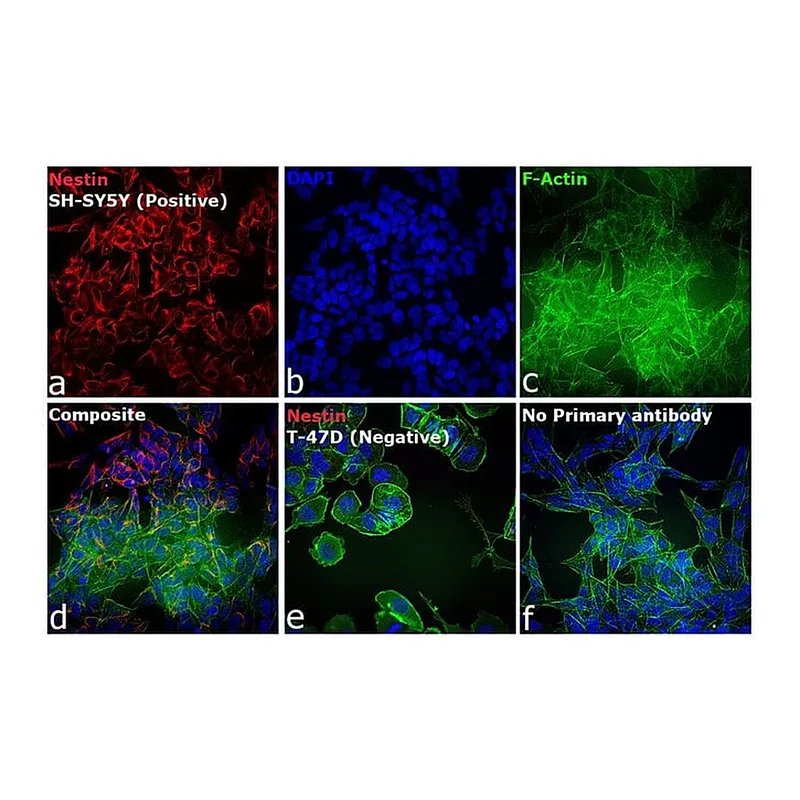Thermo Fisher Scientific Rabbit anti-Mouse IgG (H+L) Cross-Adsorbed Secondary Antibody, Alexa Fluor 594